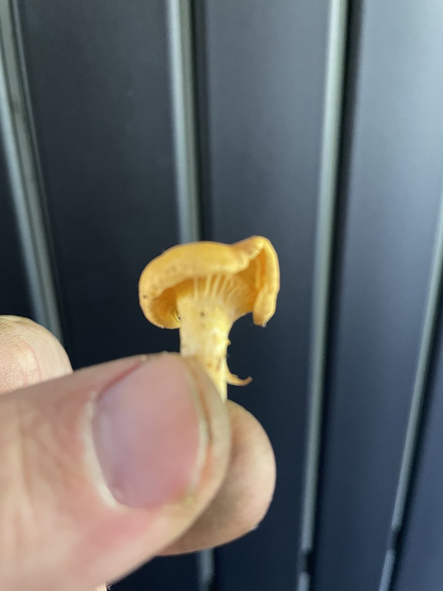 1er sortie champignons quelques petites girolles… les cèpes et trompettes de la mort n ont pas encore sortis le bout de leur nez
