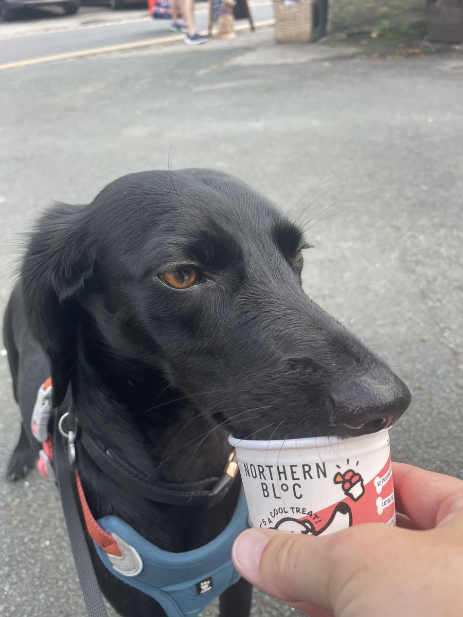 devilem666's tweet photo. @charliersmith1 Looking after this little beauty for the weekend. She got me out of the house and into the dales - my happy place 🐾☘️🌳 Keep on fighting Charlie, the world is better place with you on it 😊 https://t.co/fqBTt2SYaz