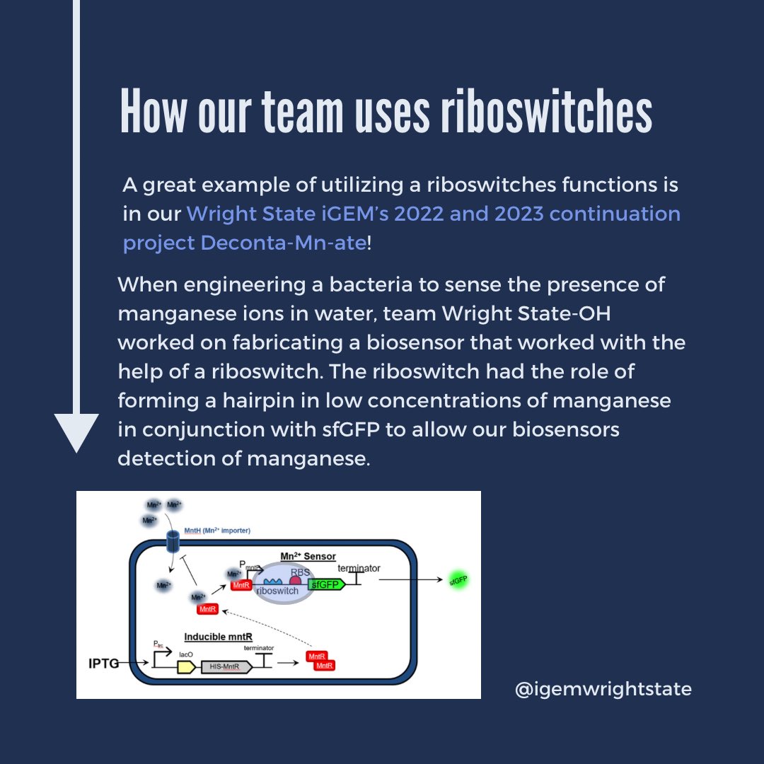 WrightStateiGEM tweet media
