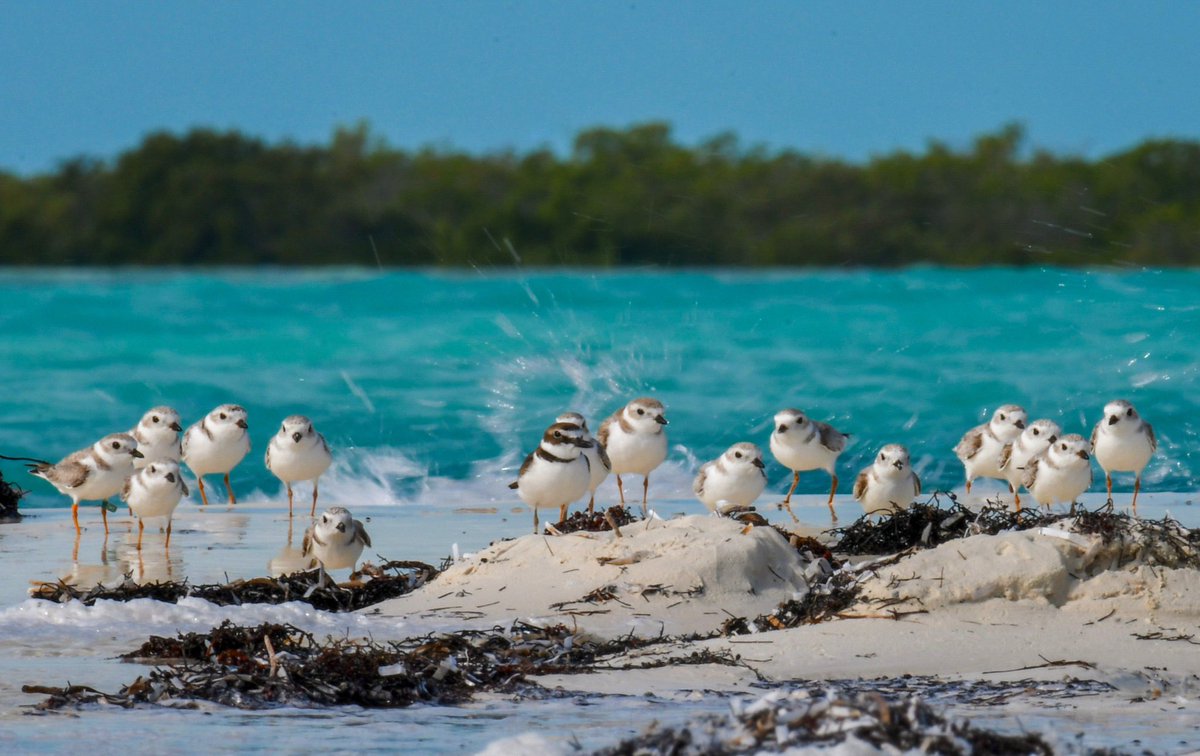 Where do plovers go in the fall &amp; winter? Many go to quiet beautiful beaches like this one in the Joulter Cays, Bahamas. Here’s 15 &amp; 1 resident Wilson’s Plover - who is obviously the welcoming committee. It’s important that we protect Piping Plovers throughout their entire range!