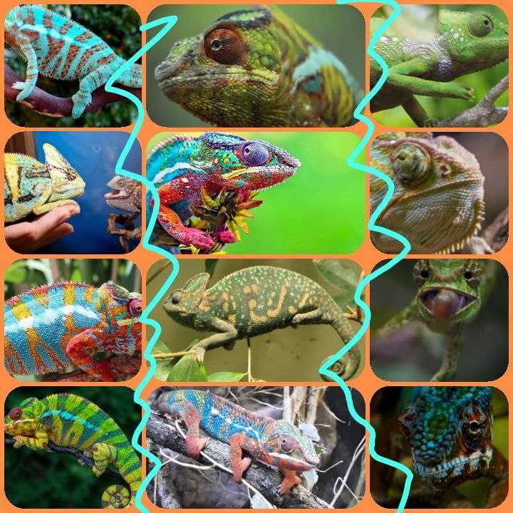🦎🦎🦎 LOOK AT THESE ANIMALS!!!...DO YOU RECOGNIZE?...YES...THESE ARE CHAMELEONS...even more about them in this video 👇👇👇
youtu.be/GpgNS7awJQk?fe…

#usefulpositive #animals #chameleons