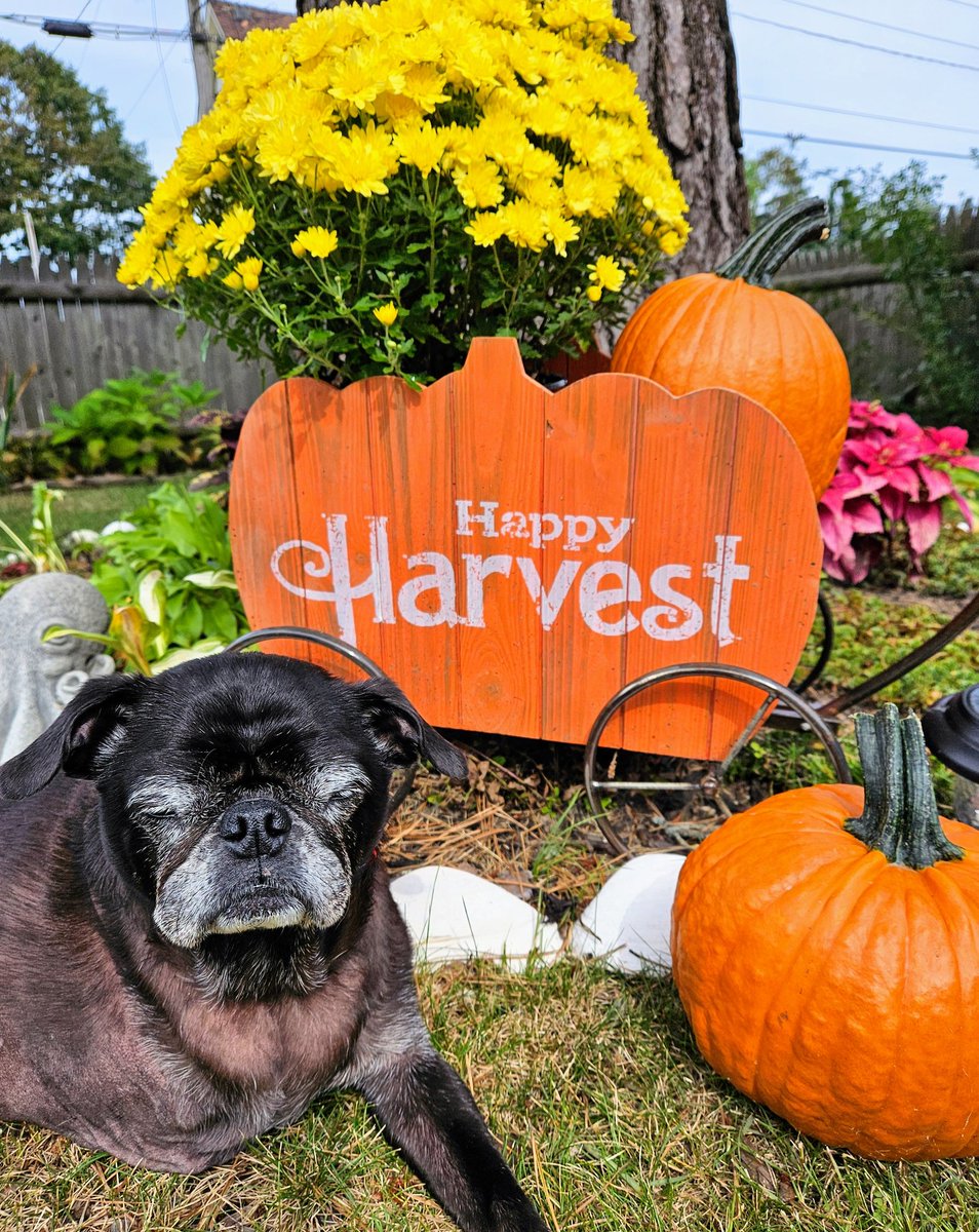 It's officially #Fall ...time to break out the pumpkins! #FallEquinox #AutumnEquinox #Autumn #pug #puglife #pugsoftwitter #dogsoftwitter #dogsofx #tripawd #seniordogs #mainedogs