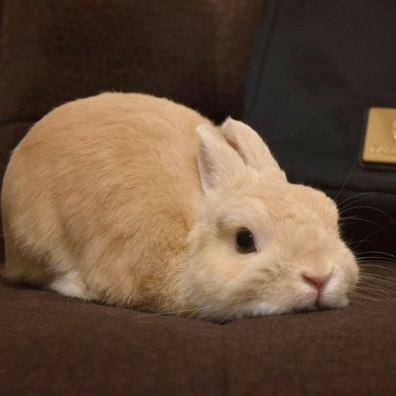 Bunnies (@rabbiteveryhour) on Twitter photo 