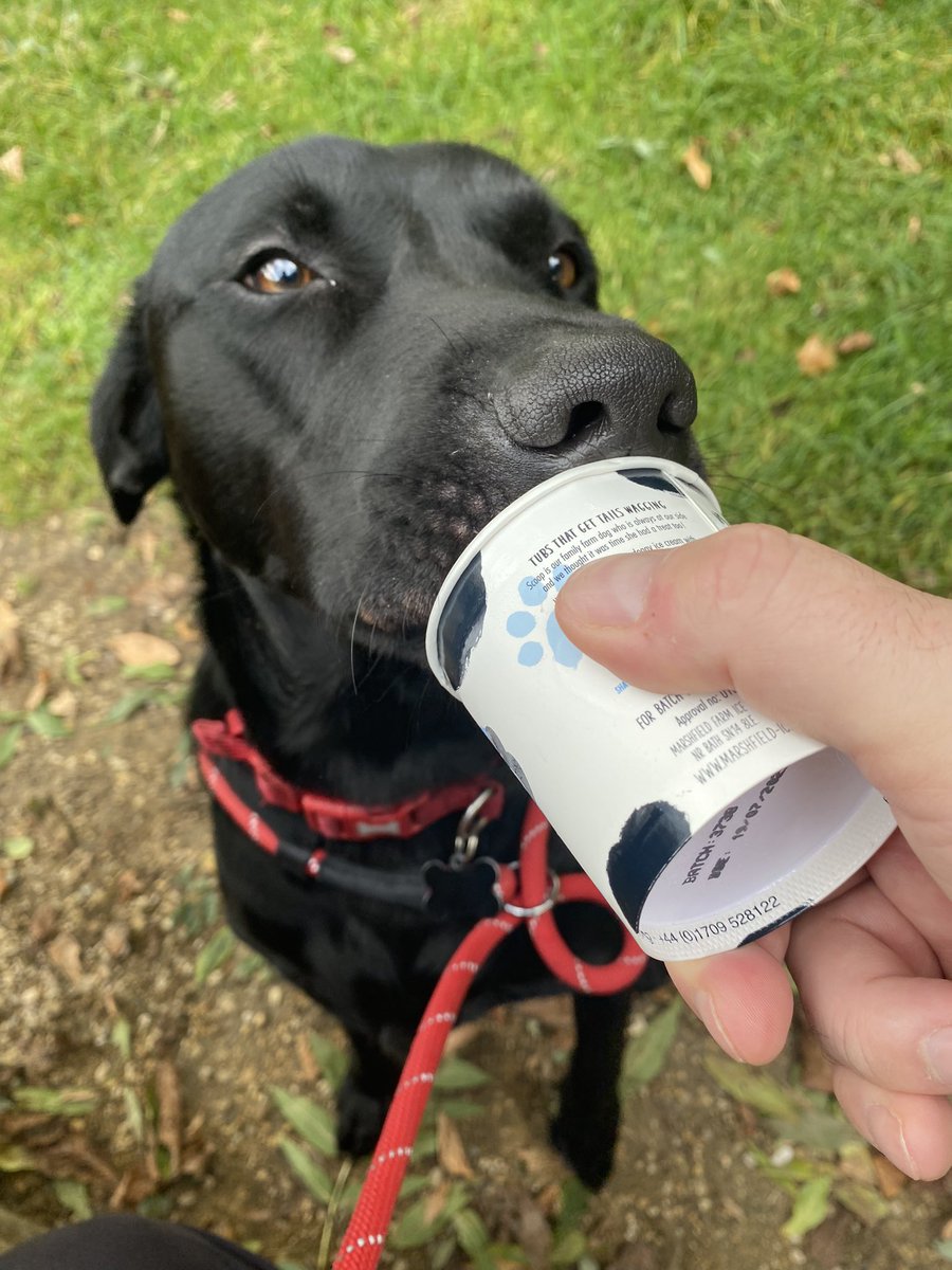 Beautiful day and dog walk with <a href="/LydiardPark/">Lydiard Park</a> <a href="/LydiardMuseum/">Lydiard House Museum</a> <a href="/LydiardFriends/">Friends of Lydiard Park</a> looking at it’s very best…ice creams all round ☀️🍦🐕 
#Wiltshire #StatelyHome #Saturday #DogWalk