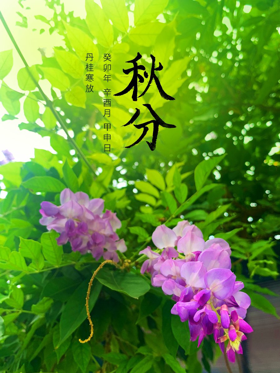 upUID's tweet image. 秋分,丹桂寒香
25.777, 113.005
#二十四节气 #秋分 #0923 #二十四節氣 #書法 #毛筆字 #书法