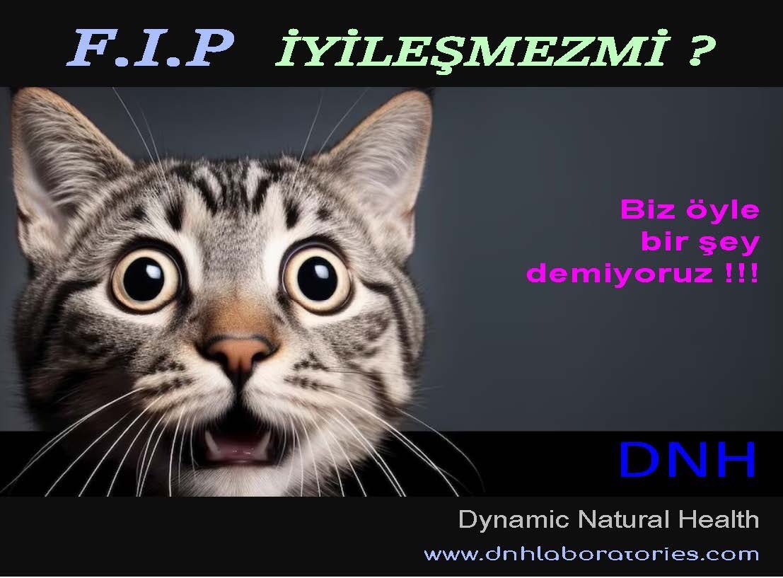 DnhSystem's tweet image. 