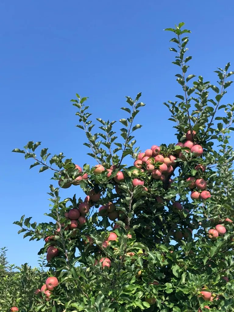 Wecanokstudio's tweet photo. HAPPY FALL and the kick-off to a series of summer highlight posts. This summer wasn't quite what I was hoping for—Long Covid intermingled with other challenges. Here's one of the thousands of apple trees by our house KILLING IT right now. https://t.co/2CsrhrBUvk