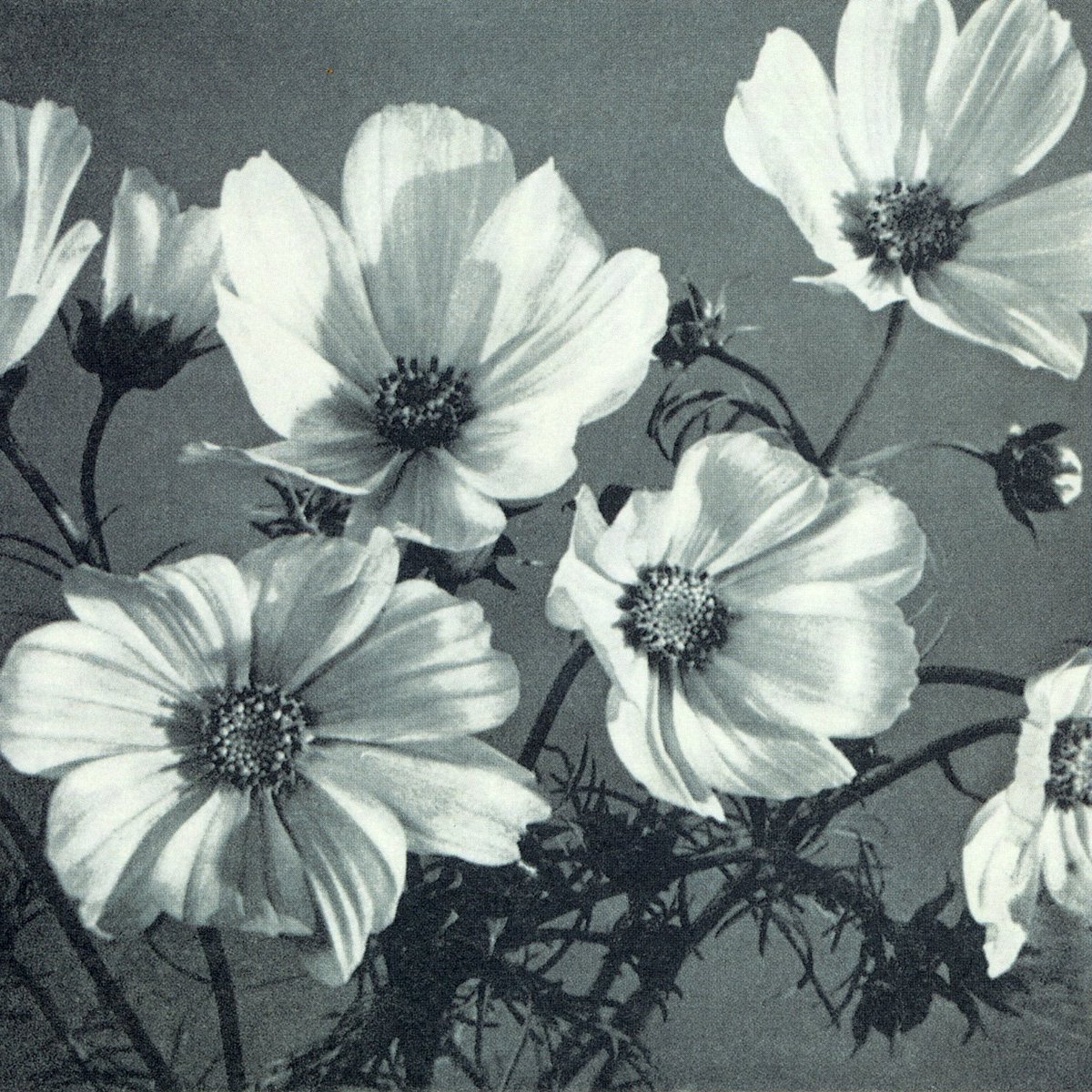 ℝ𝕖𝕓𝕖𝕔𝕔𝕒 𝔾𝕒𝕥𝕖𝕤 tweet media