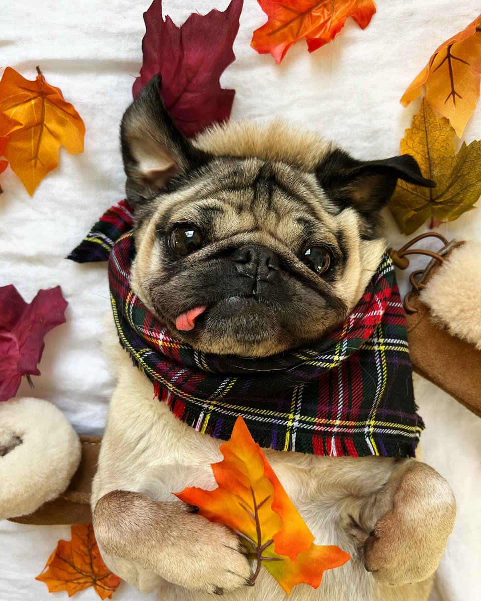Happy #FirstDayOfAutumn 🍁