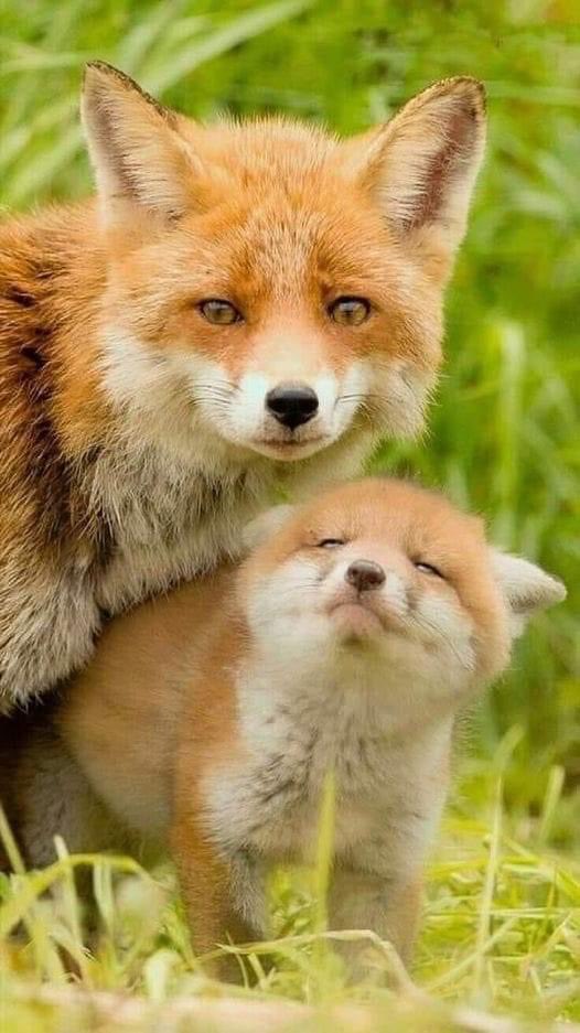 #foxes #keeptheban