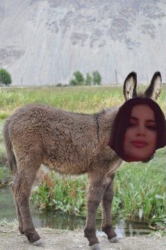 katoliii's tweet photo. @jackass_tweetsK ئەم وێنەیە وێنەی خاوەن ئەم ماڵپەڕەیە وێنەی کەرە مەزنەکەیە 😆 https://t.co/HQkcAXDtD8