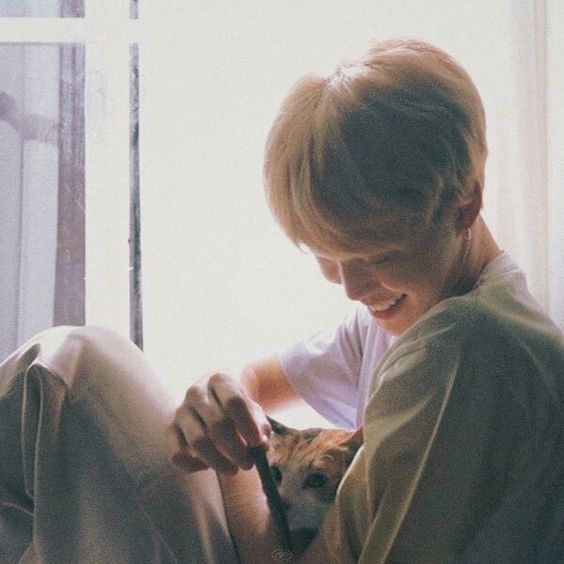 archives3j's tweet photo. open topic: jimin with kittens🥺 https://t.co/OH1t8aZHrV