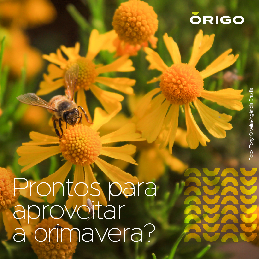 OrigoBio's tweet photo. A nova estação começou na madrugada deste sábado (23) com muito calor e será marcada por temperaturas acima da média em quase todo o Brasil e chuva no Sul. https://t.co/Q1UkgkCOhP