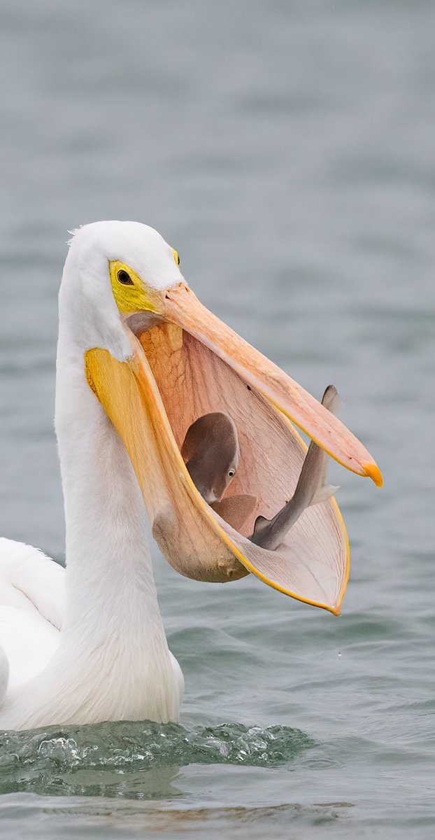 One of my favorite white pelican shots. Anybody care to guess why? 😂
