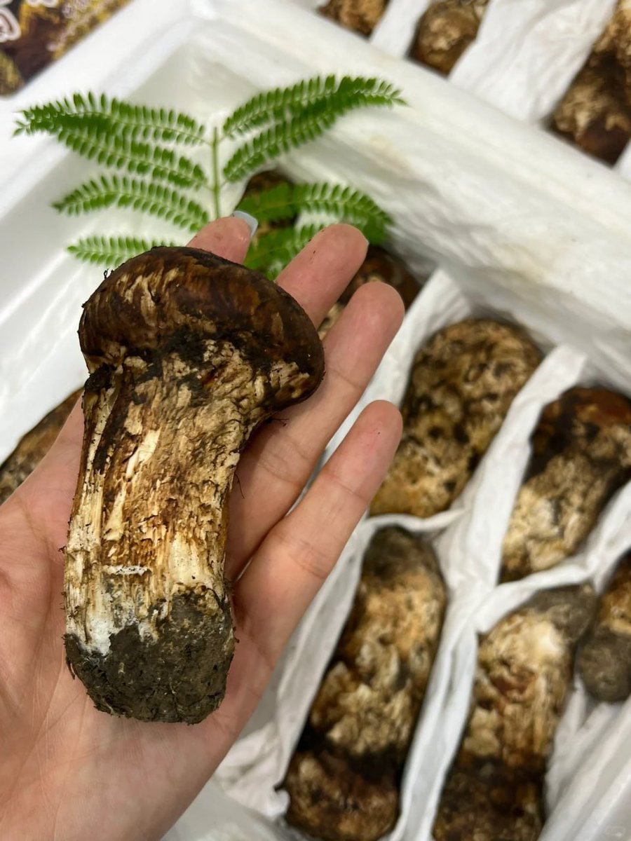 How to cook the fresh matsutake mushrooms sent by a friend to make them more delicious? All I can think of is mushroom soup.............👀