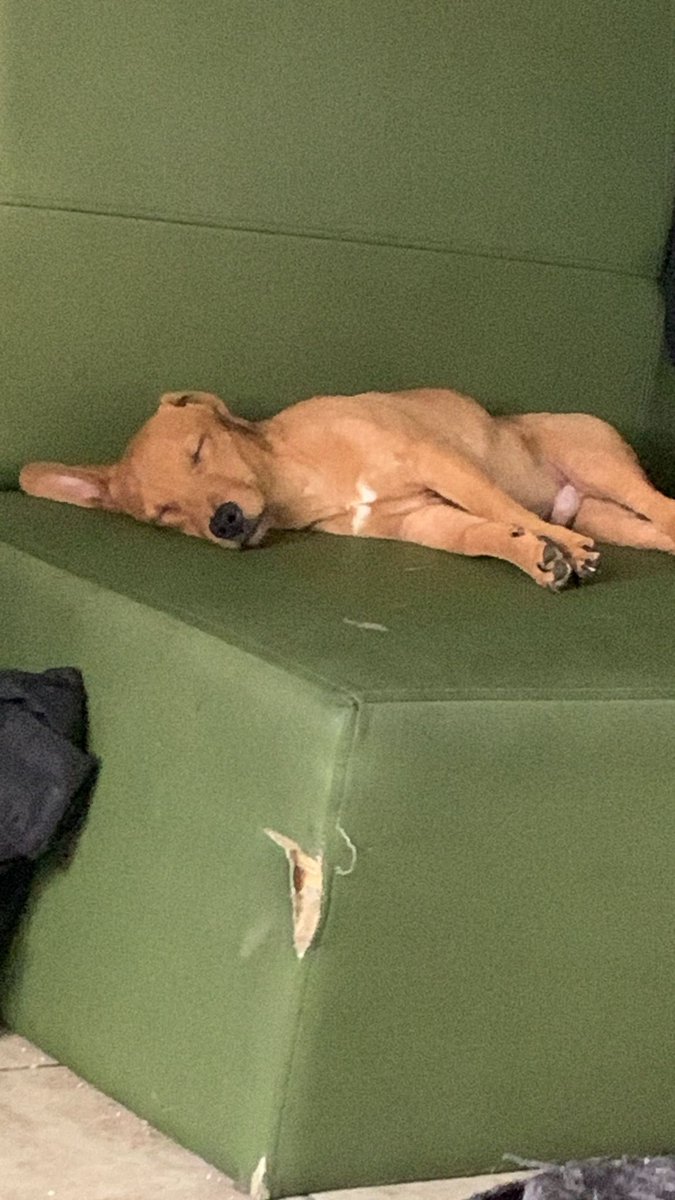 Hello everyone.. this is Diva, a high energy, cuddly, loving pup. My daughter found her neglected, but she is moving and cannot keep her. She is great with dogs and cats. If you’re interested and are near Houston please DM me.. thank you