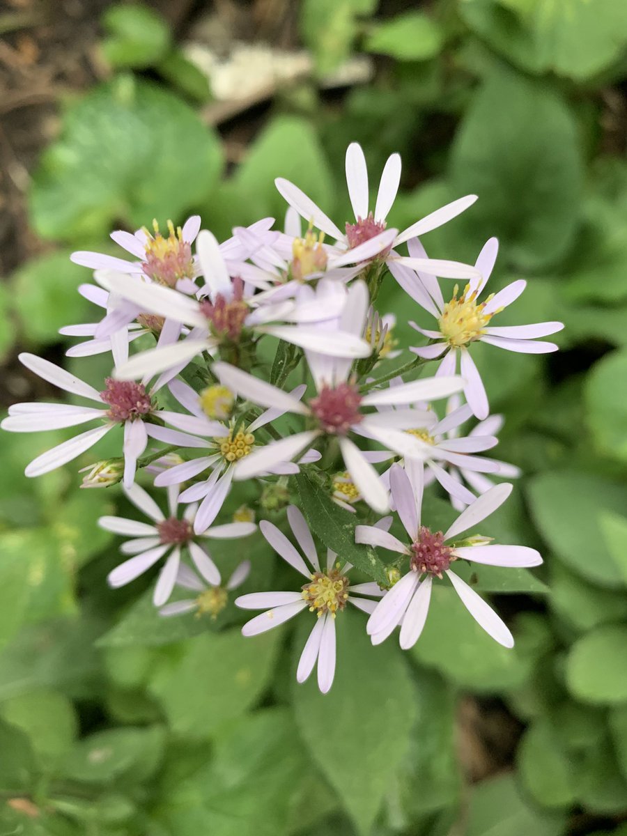 #inmygarden #nativeflowers #asters #wildbackyard #conservation