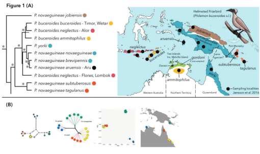 In <a href="/online_BOC/">British Ornithologists’ Club</a> Joseph: Towards a resolution of nomenclatural instability in the Helmeted Friarbird Philemon buceroides complex #ornithology

Which Indonesian and Papuan taxa are most closely related to “Hornbill Friarbird Philemon yorki”?

doi.org/10.25226/bboc.…