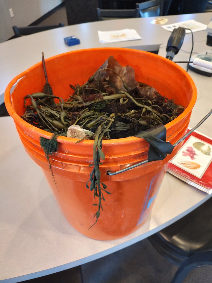 OBrien_Algae's tweet photo. Here at @SeacoastSciCtr for the 2023 Bio blitz! Representing team seaweed of course! https://t.co/ygxDNXCB7t