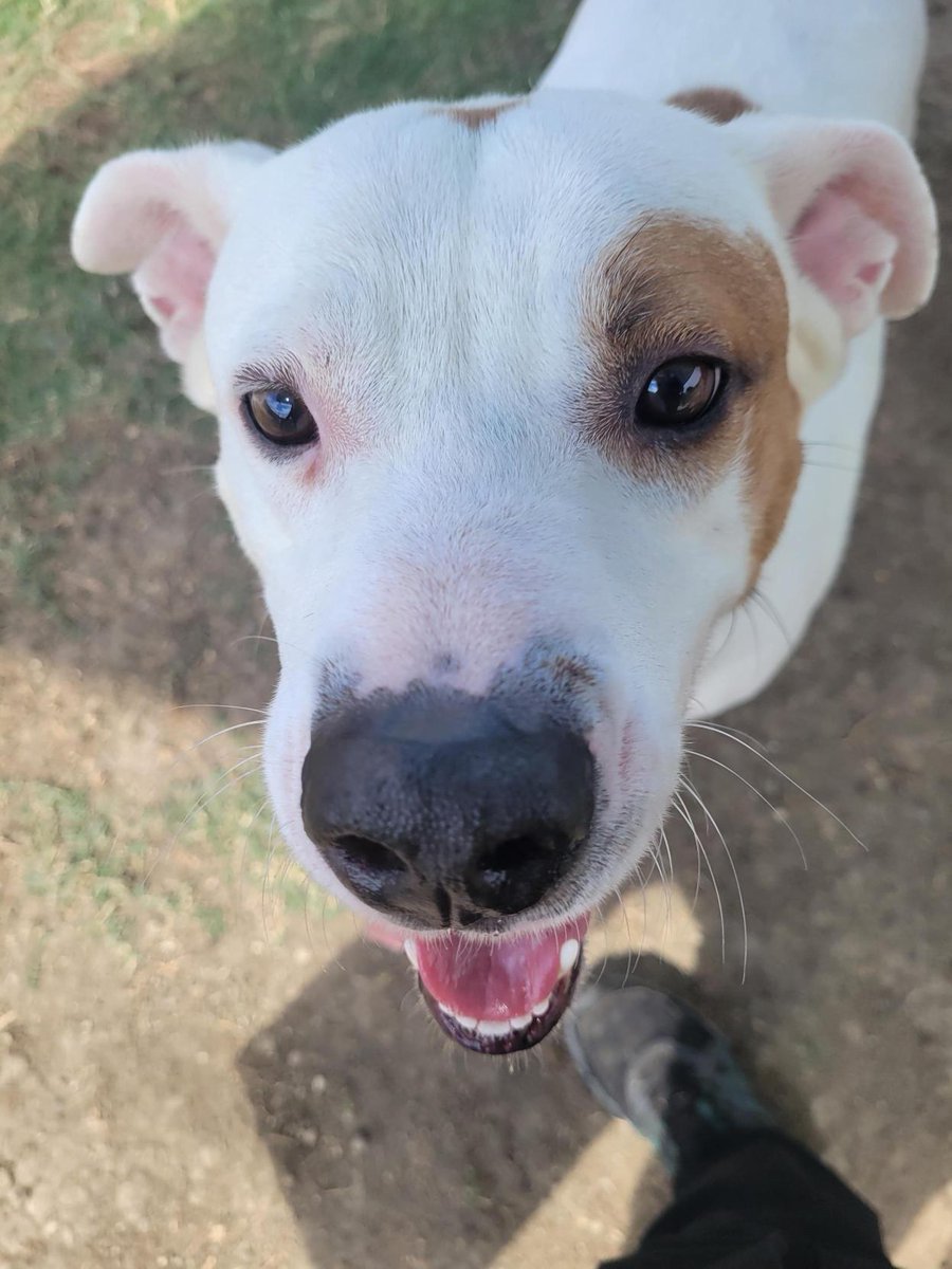 spcaoftexas's tweet photo. 👑 Hey there, I'm Leo! 👑I'm a lover not a fighter! 🐶 I'm a big boy who's head over paws for other doggie pals, and I absolutely adore snuggling with my favorite humans! 💕 He picks up on training super quickly! Meet Leo at 2400 Lone star drive!

#MeetLeo #AdoptDontShop #adoptme https://t.co/Q18wZzohPD