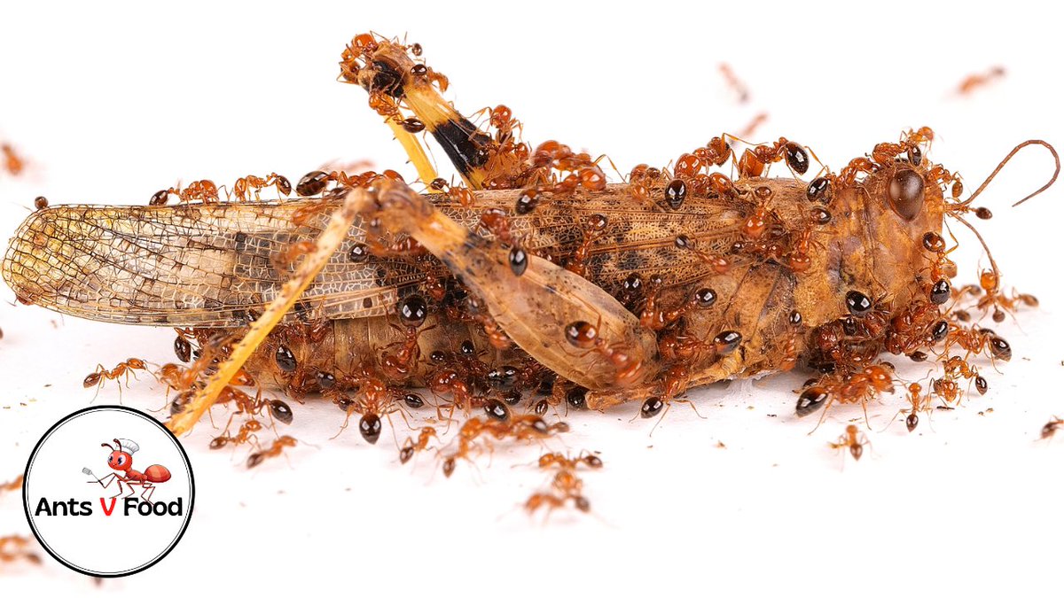 Ants Eating Dead Locust Time Lapse Video #antcolony #ants #timelapsevideo #antstimelapse