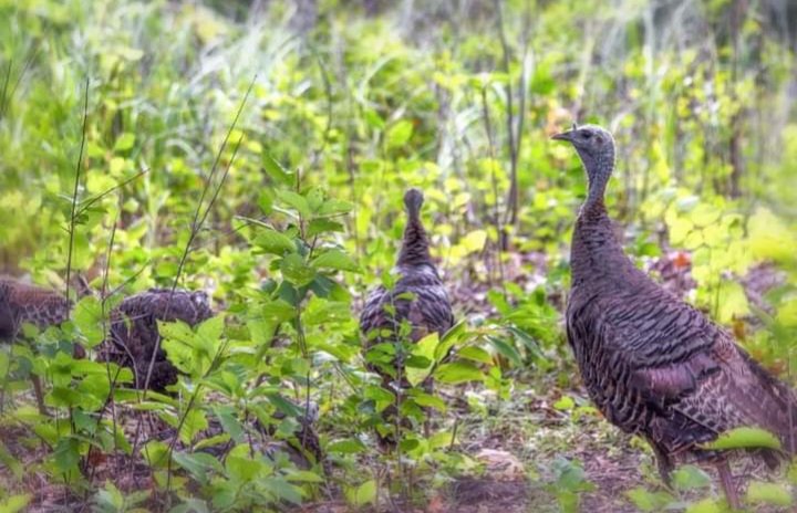 Some of the residents of the Nature Center that I go to quite often. 

#ScottBerglundPhotography #Photography #Minnesota #Turkey #NatureCenter