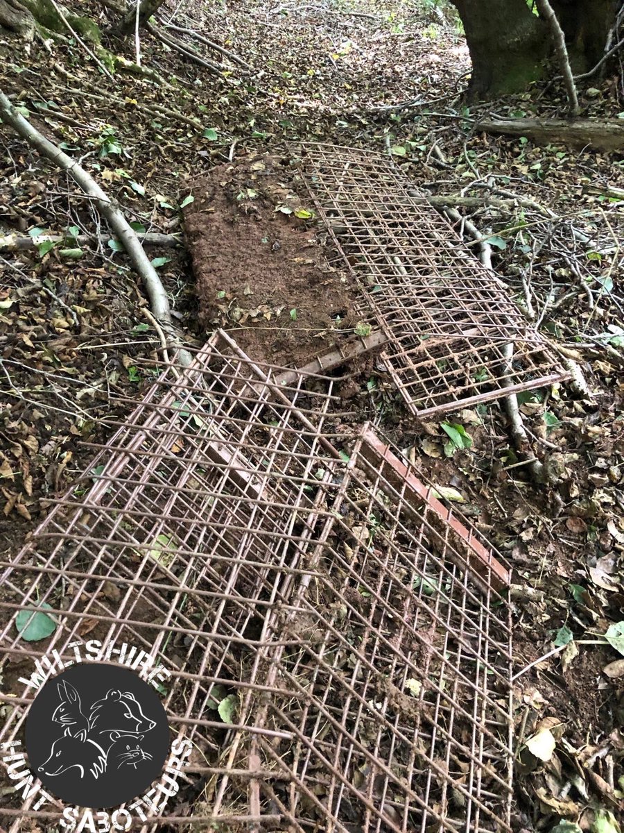 Double-smash! Pixies have been out and about cleaning up the countryside today. These nasty traps won’t ever end in badger kill again.  Bloody badger cull can do one. #stopthecull 

If you’d like to buy the bouncy pixies a coffee, please do  paypal.com/paypalme/wilts…