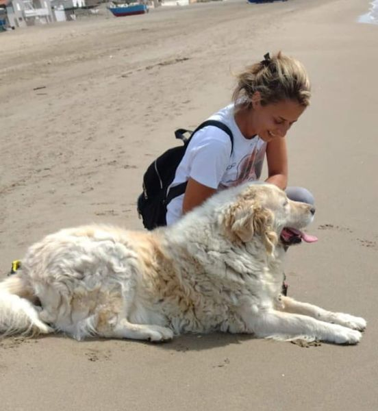 Luca_15_5's tweet photo. 🆘🥰🆘🥺🆘
Oggi questo nonnino ha ricevuto un regalo, ha visto il mare per la prima ed unica volta😢
Ronnie  11 anni, 50 kg, le zampe non lo reggono più ma sogna ancora una famiglia 🏡
In buona salute è compatibile con i suoi simili 🥰
Diamogli una famiglia ‼️ 
Catia  348 9011004 https://t.co/05UcBtAXwD