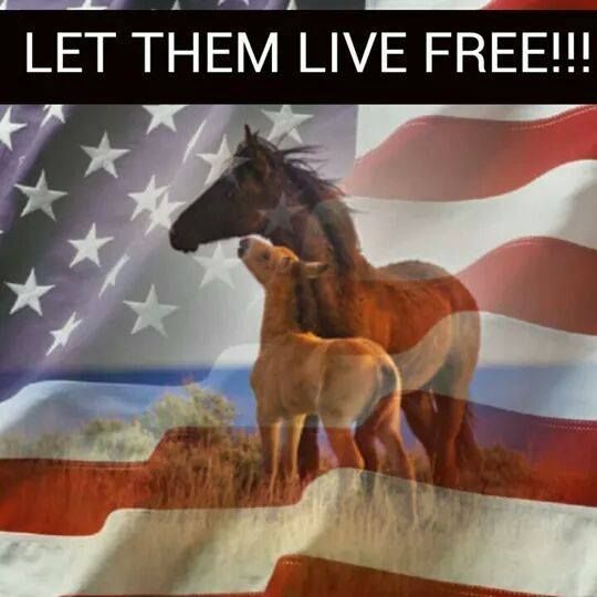 #NationalPublicLandsDay 
#AutumnalEquinox 
Please take a moment to write your congress person
On December 18, 1971 Richard Nixon signed into law protection for #WildHorses & #Burros 
It is time to #StoptheRoundups
#Endslaughter
Honor Our Promise
Let them live free