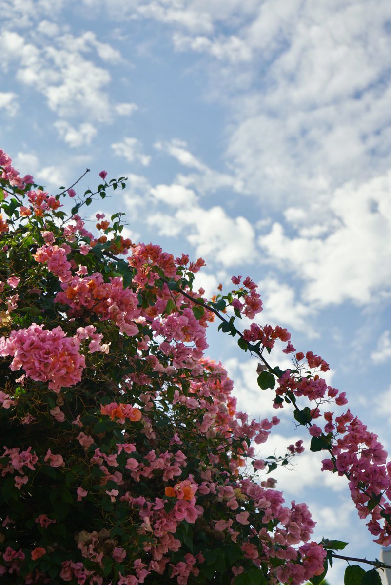 sightsofsierra's tweet photo. i’m a photographer and i took these photos https://t.co/7yW5QFH5c5