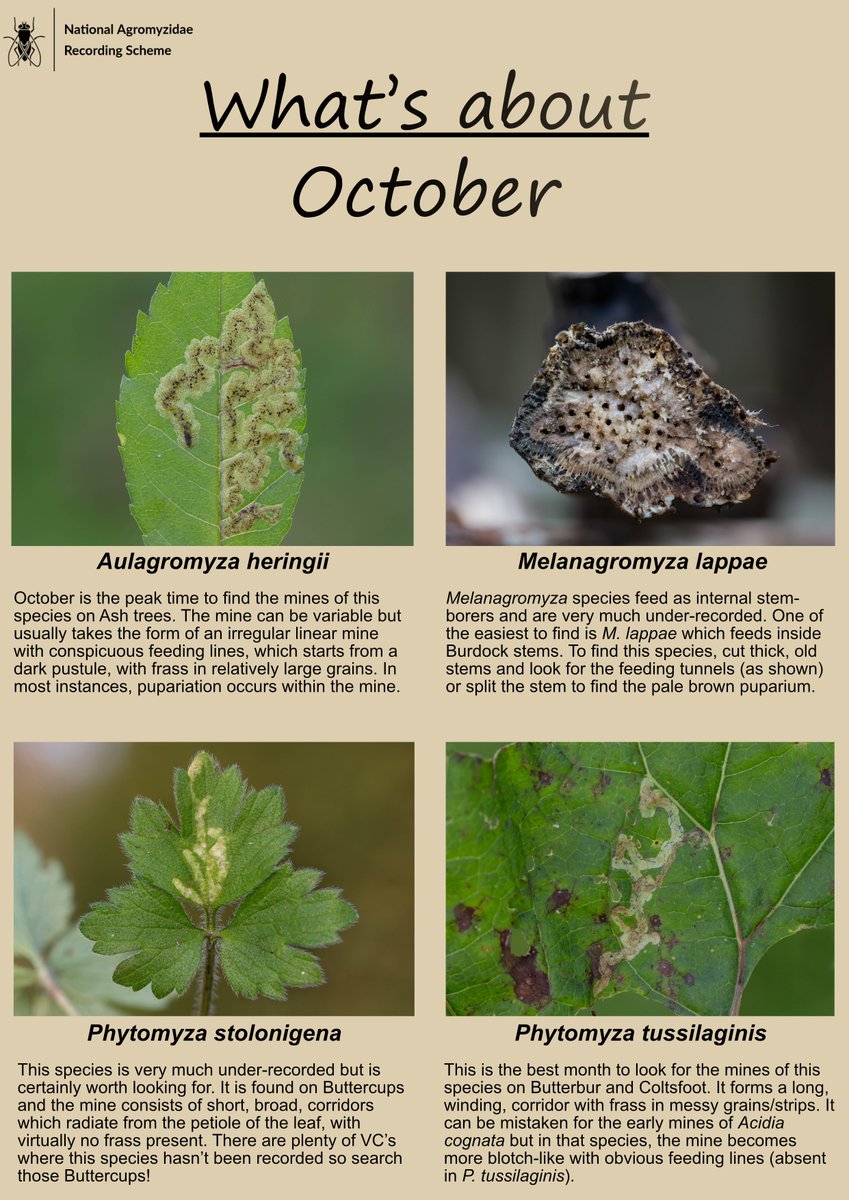 vc30moths's tweet photo. Here is a What's about for October in the Agromyzidae world from Barry Warrington.  Comments on the usefulness of this appreciated as I can feed them back to Barry.
#LeafMines #Agromyzidae https://t.co/4bLBEDhnAQ