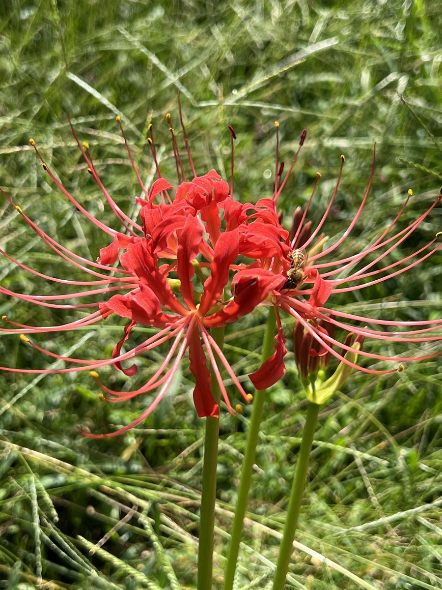 A sure sign of autumn are equinox flowers (aka spider lilies). They bloom the week of the fall equinox and they love my backyard