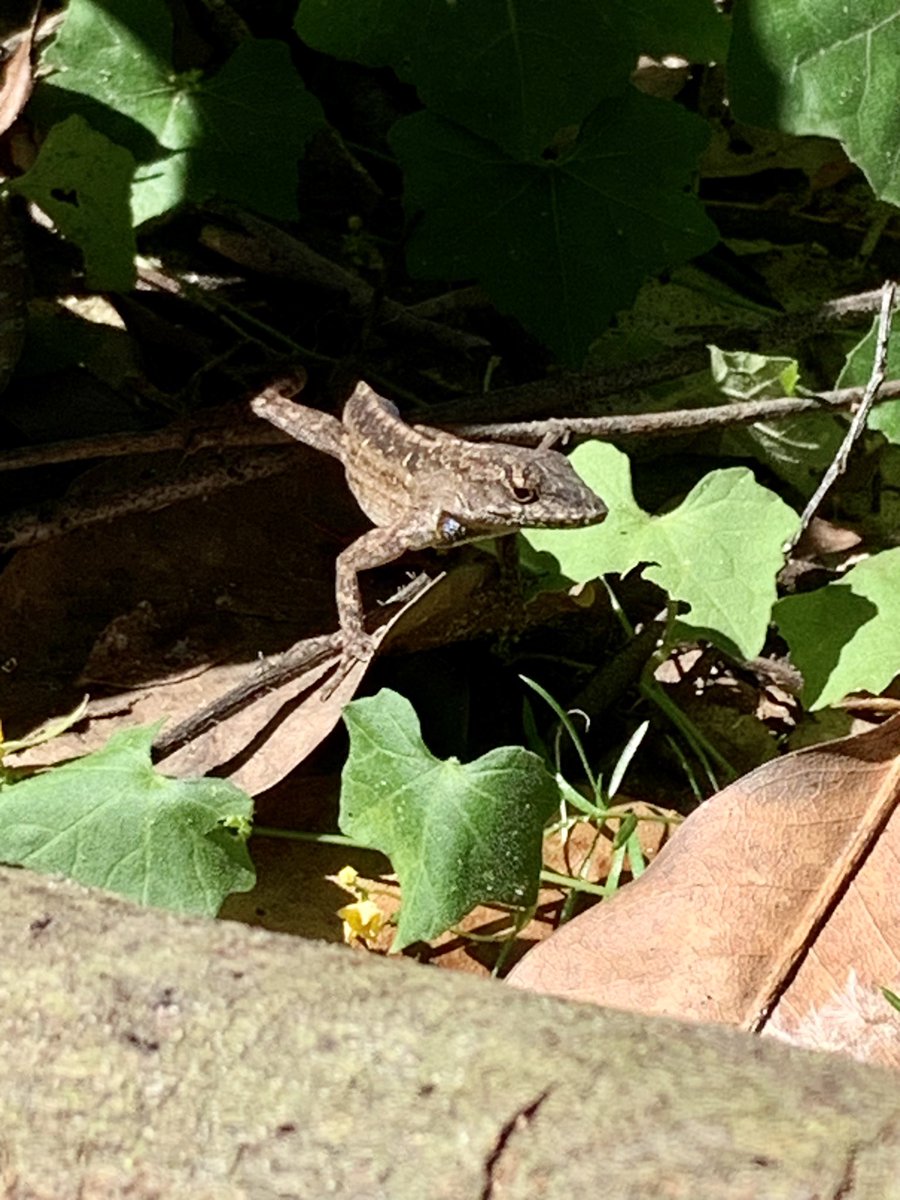 Tried to work on camper, but I fell again. Big knot just below elbow. While I was sitting on the ground, this lizard ran out like he was checking on me!  #widow  #camperrenovation #rvrepair #rvrenovation #disability #AffordableHousing #tinyhomeonwheels #tinyhouse