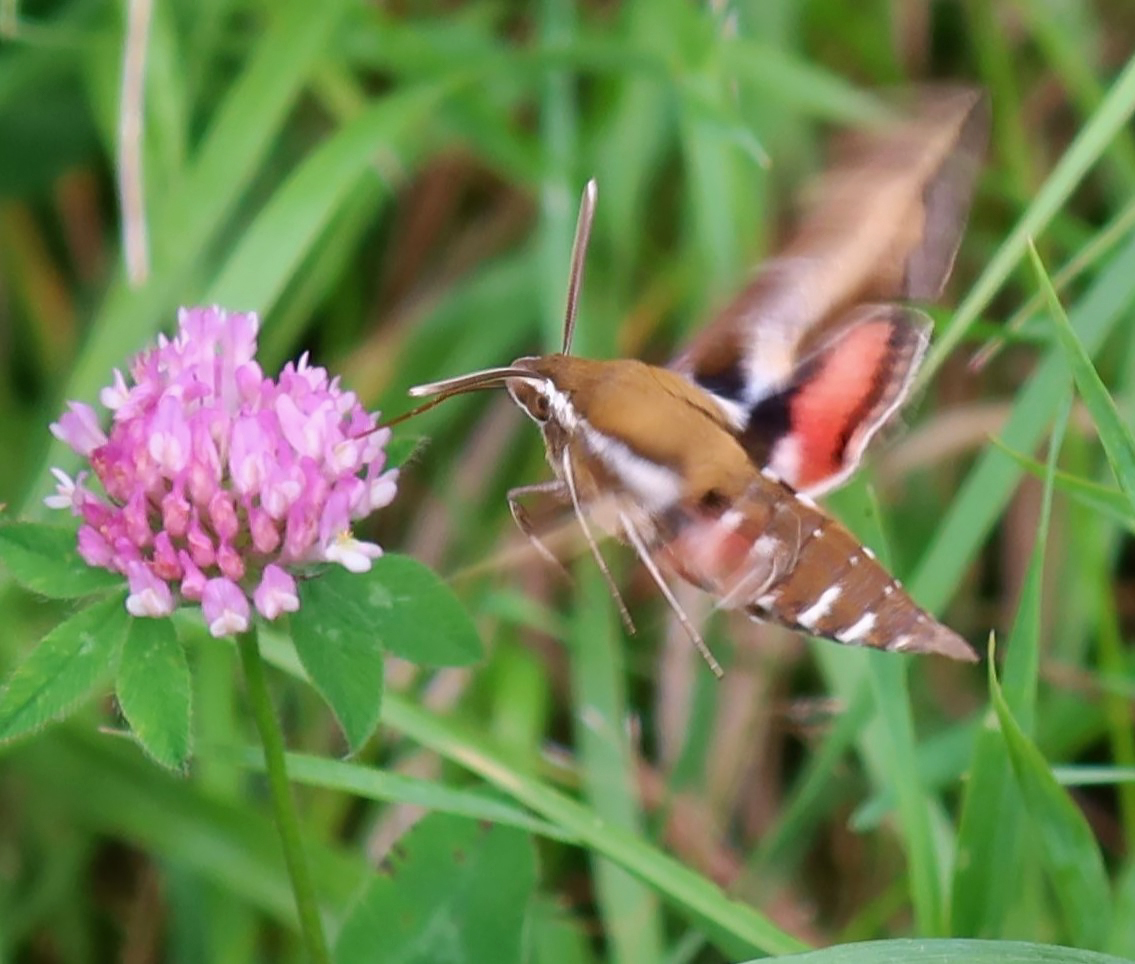kerryyurewicz's tweet photo. Back in mid-August I had some fun trying to catch a photo of this large, fast-flying #moth in action. This was the best I was able to do! I think this is a Galium Sphinx, Hyles gallii. #InvertOfTheWeek #Lepidoptera #insect https://t.co/QGEOF32qzY