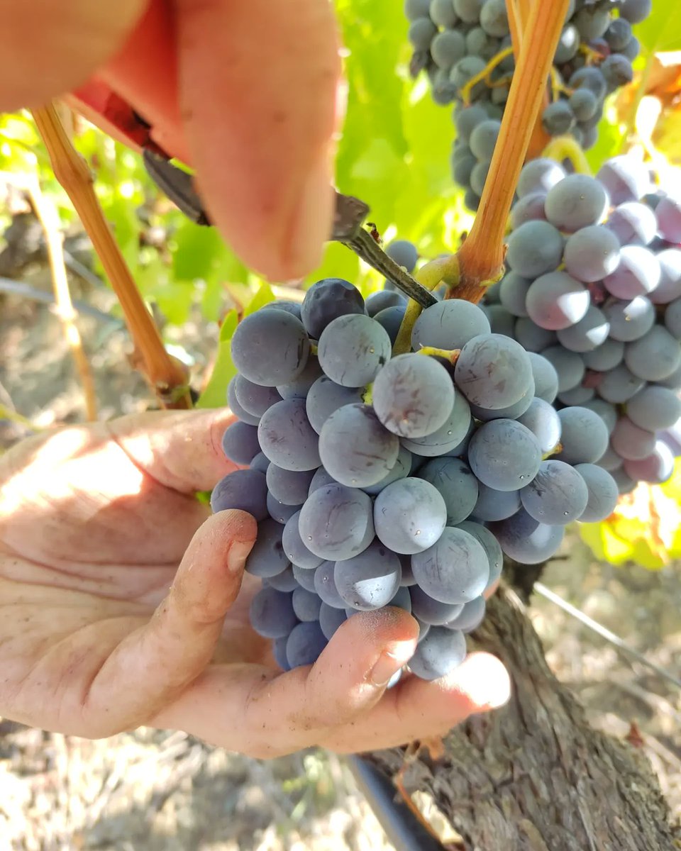 🍂A Ulldemolins comencem la tardor veremant! 🍇 Ja estem collint la reina del nostre territori, la garnatxa negra. La feina de tot un any es tradueix en el sabor que gaudireu en cada copa dels nostres #VinsdelSilenci <a href="/domontsant/">domontsant</a> #Ulldemolins