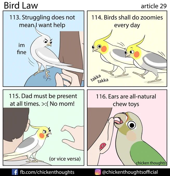 Bird law article 29 starring Terry, Arlo &amp; Halo (fb: Antics with Arlo and Halo), Puffy, and Pesto (@pesto_chicken)! 