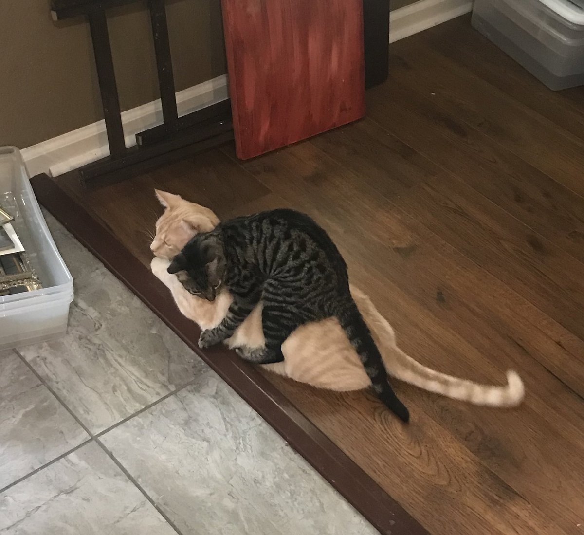 tisdax's tweet photo. @cat_auras meow https://t.co/KzFdcpD9lf