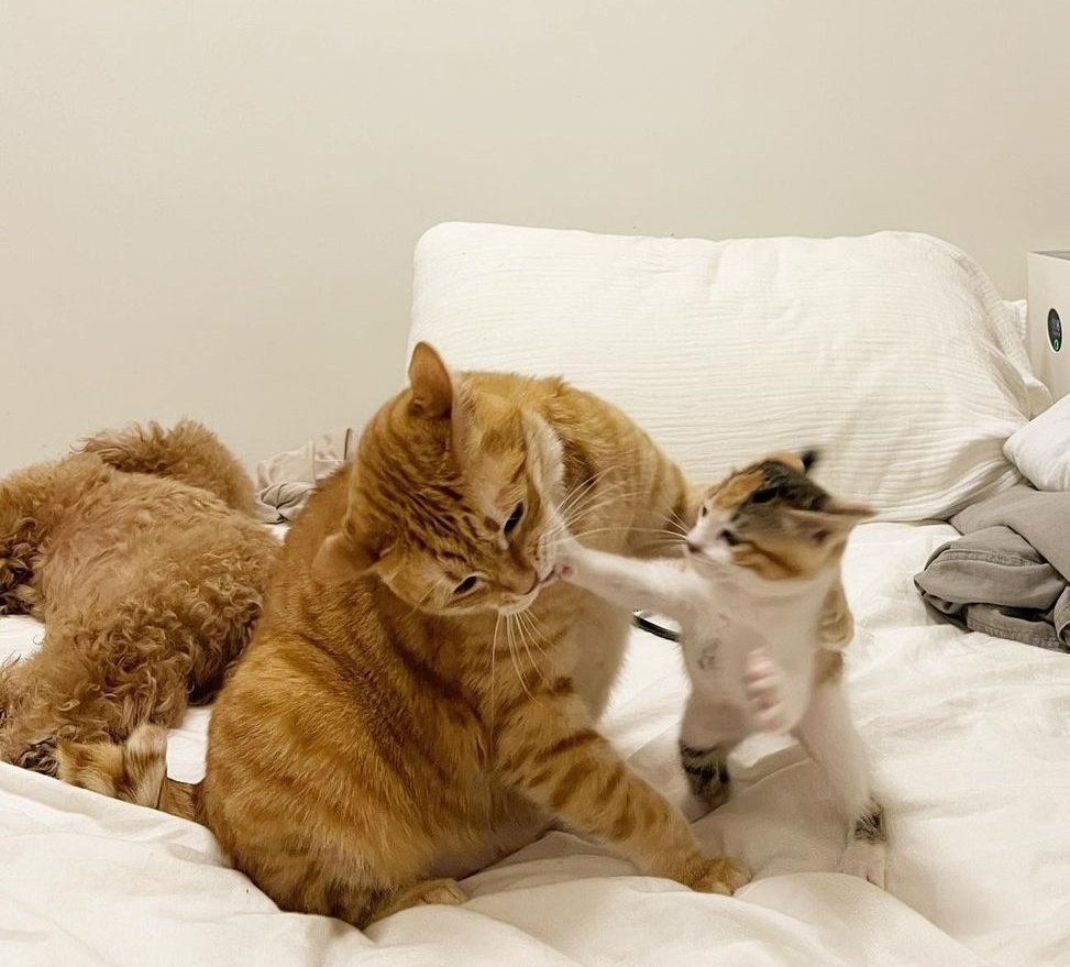 Dont Show Your Cat tweet media