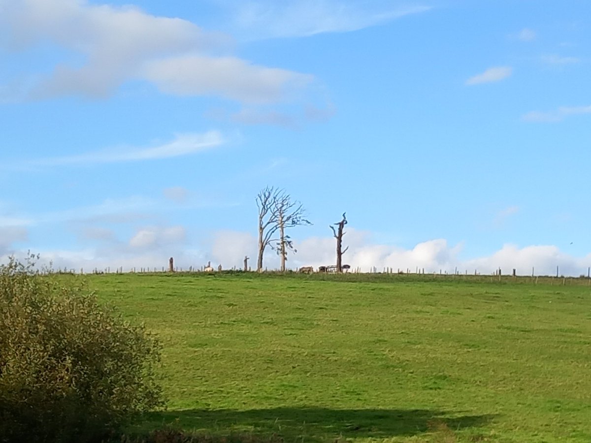 CAYMUSOCAUGHEY's tweet photo. @CAYMUSOCAUGHEY 🐦

The Three Trees 
Saturday 23rd September 2023

#TheThreeTrees #ThreeTrees #Trees #Nature #Landscapes #Skyscape #BlueSkies #Clouds #LittleThingsMatter https://t.co/sgh6lyJoLT
