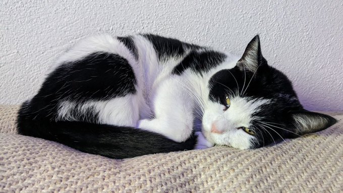 Sleepy Munchie https://t.co/2z8vA2DH8I