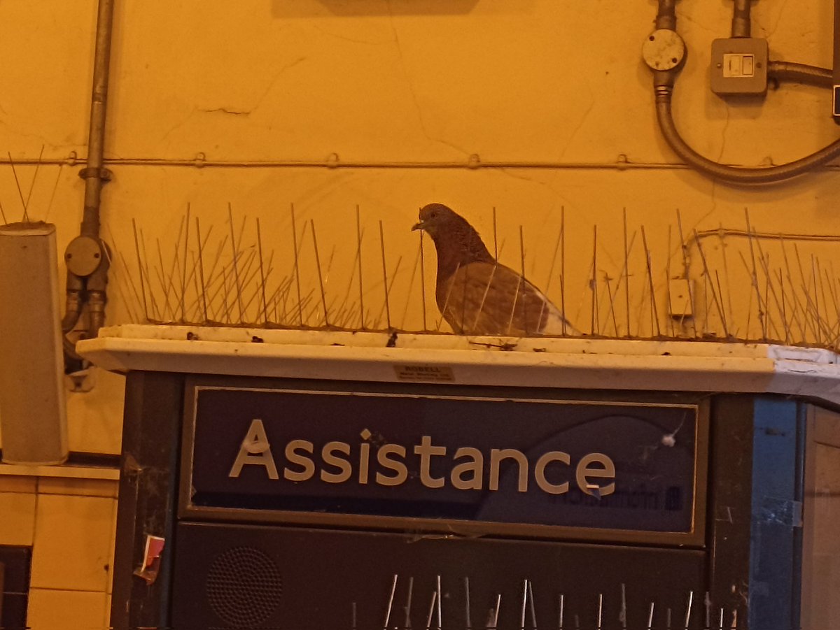 Assistance pigeon. #tfl
