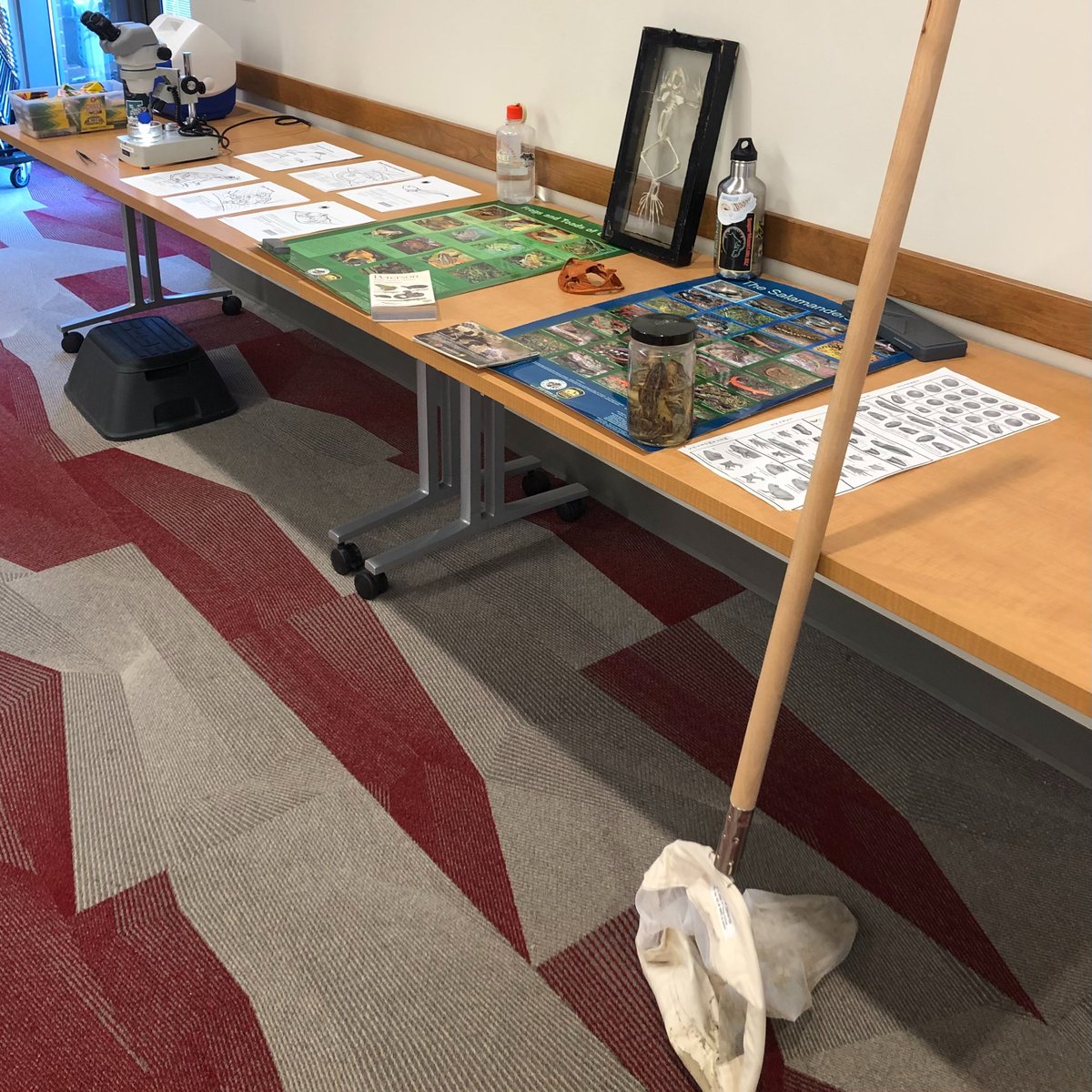 Thanks to @Daytonlibrary Wilmington-Stroop Branch for hosting our @univofdayton Biology outreach event focused on local amphibians!