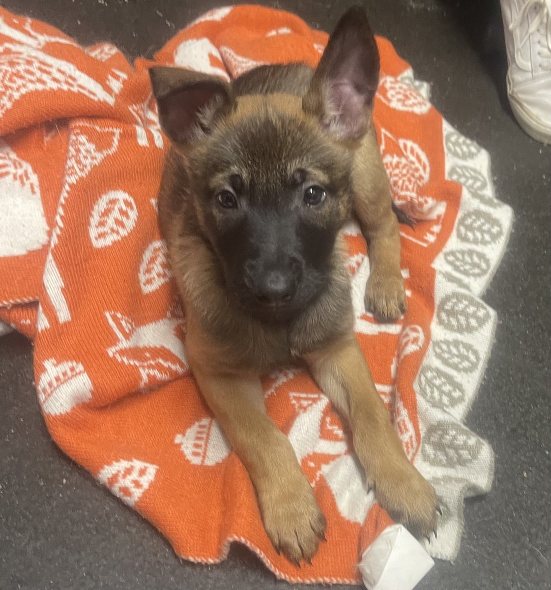 Please retweet to help this 9-10 week old puppy find a home #SHEFFIELD #YORKSHIRE #U
Found as a stray, being a #Malinois, she needs a very experienced, adult home to go on with all basic training, including housetraining. 
DETAILS or APPLY👇 ineedahome.co.uk/dogs/13357-fem…… #dogs