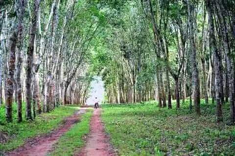 MERISAN12's tweet image. La Localité de #Gwaka🇨🇩🇨🇩🇨🇩😍✌️, province du sud  #Ubangi.territoire de #Budjala.secteur de kumamongala,à 100 km au sud Est de la ville de #Gemena..UHM la beauté de la #RDC🇨🇩😍
#Rumbaincongo
@DBayeye 
@ElieShukrani1 @gloiremurhigisi @Nick_KingYNK @leParrainRDC @TourismeRDCongo