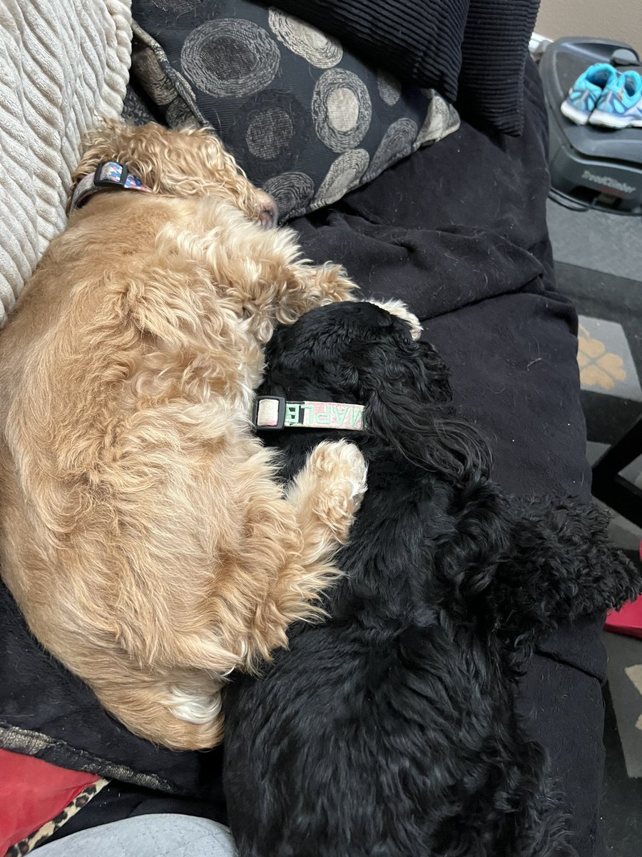 LadybugBarkAlot's tweet image. Saturday Snuggles!