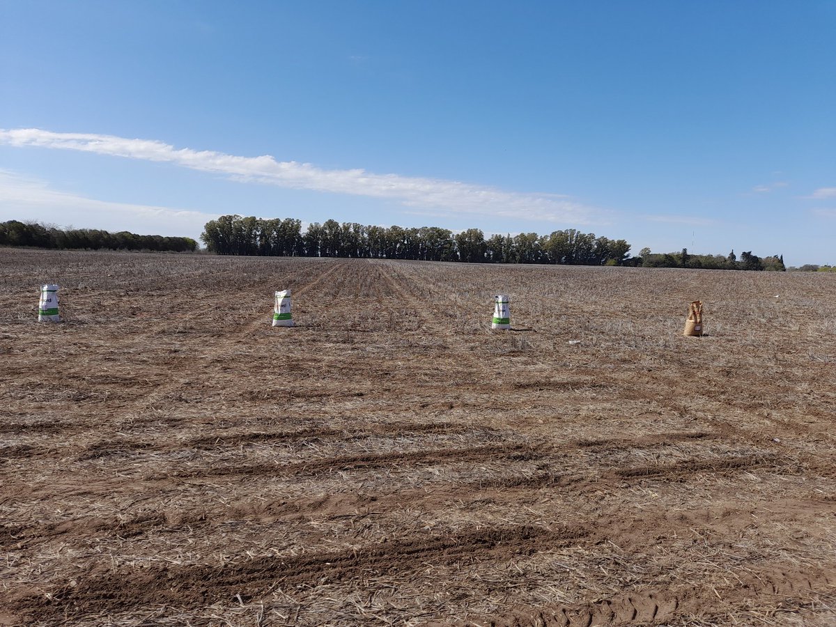IngFlorBarberis's tweet photo. Sábado de siembra de ensayo de @semillasnord con @Grupo_LosGrobo 
@ALZ_Agro https://t.co/D0kPl943w9