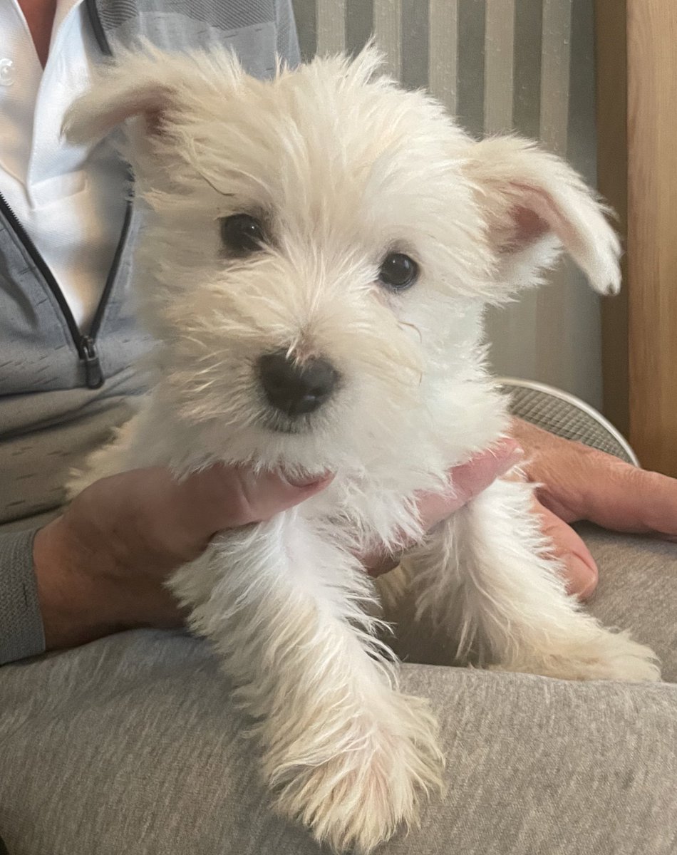 So today this happened #newpuppyparents #Teddy #westielove I’m sure our previous westie StevieG sent him to heal our broken hearts 💔 #StevieG gone but not forgotten 🐾🐾🌈
