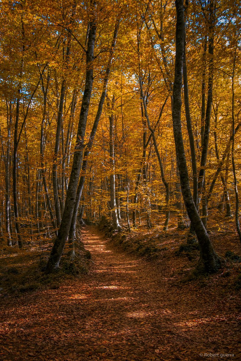 Dir tardor 🍂 és dir Fageda d'en Jordà, que segons Joan Maragall és un indret "com may cap més n'hagis trobat al món". Ell l'elogiava quan l'indret era "vert", però quan és marró encara és millor. Una cova de faigs. | 📷 Robert Guerra/Flickr, novembre 2015