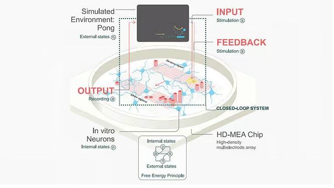 ProfASharma's tweet image. ¿Sabías que en 2022 un laboratorio logró que células cerebrales humanas jugaran el popular juego ochentero pong a través de electrodos que le enseñaron al cultivo cómo golpear la pelota?

Descubre cómo se logró a detalle aquí: bitly.ws/UKDn
#Science  #ProfDrSharma