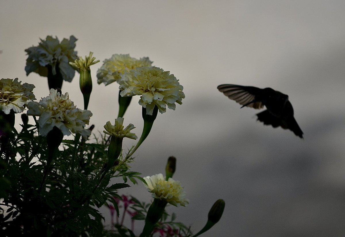 It’s a dreary day. This photo didn’t turn out the way I wanted, so what, I like the #hummingbird #silhouette. Here’s to #SoWhatSaturday and #SilhouetteSaturday